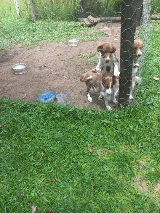 Filhotes de border collie 