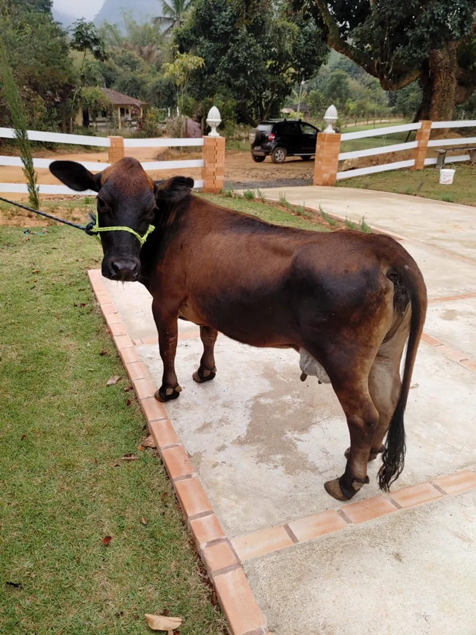 Mini vaca ( está prenha )