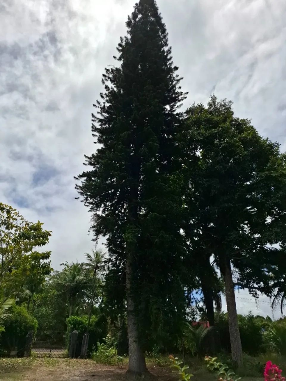 Vendo Árvore de madeira de Lei para Mesas - Foto 6