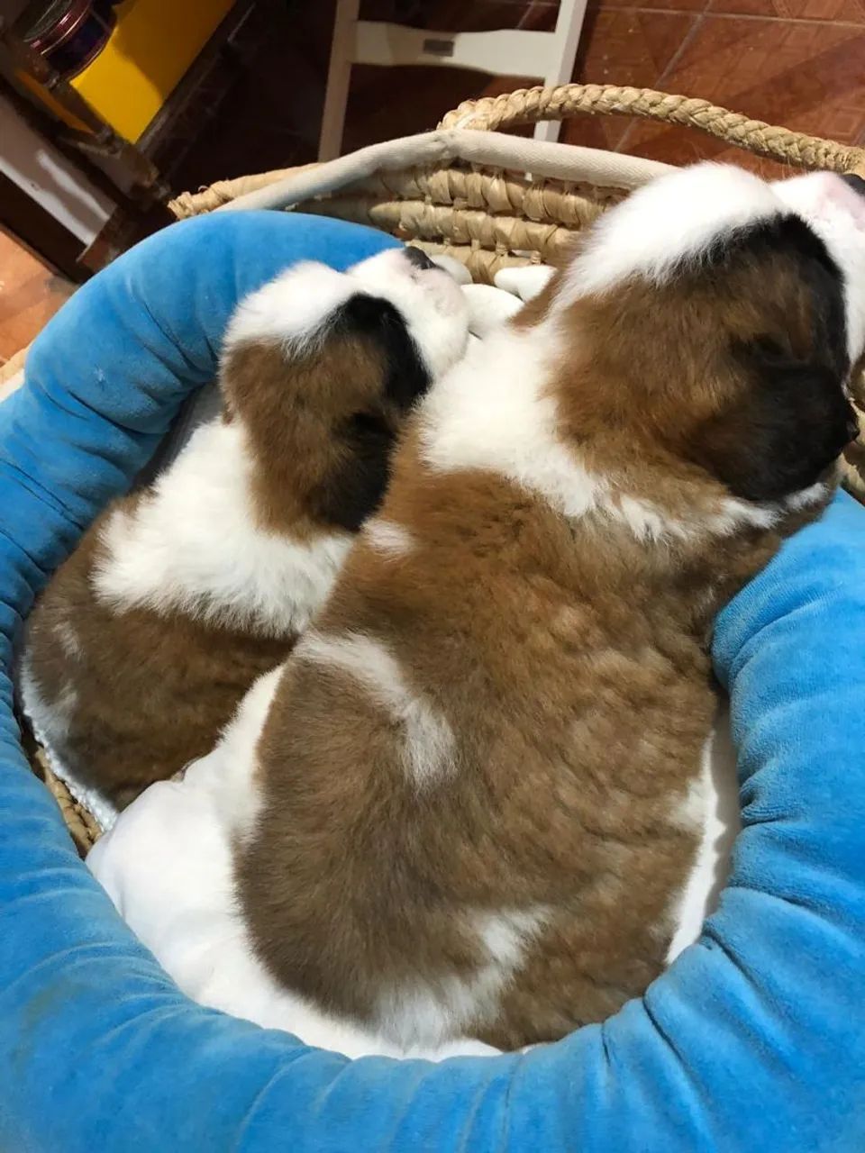 São Bernardo tricolor  - Foto 5