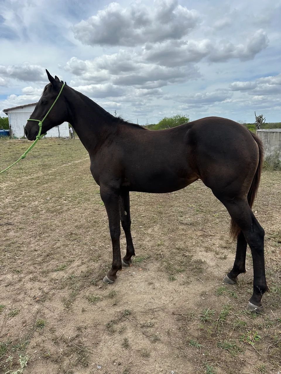 Oportunidade!! Potra QUARTO DE MILHA PRETA registrada  - Foto 2