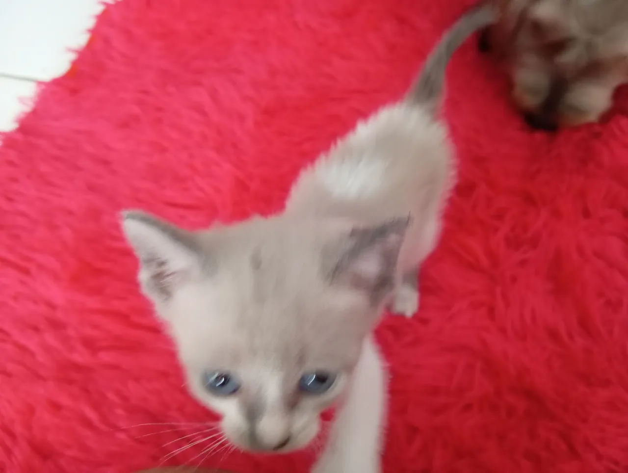 Gatinho Siamês disponível para adoção