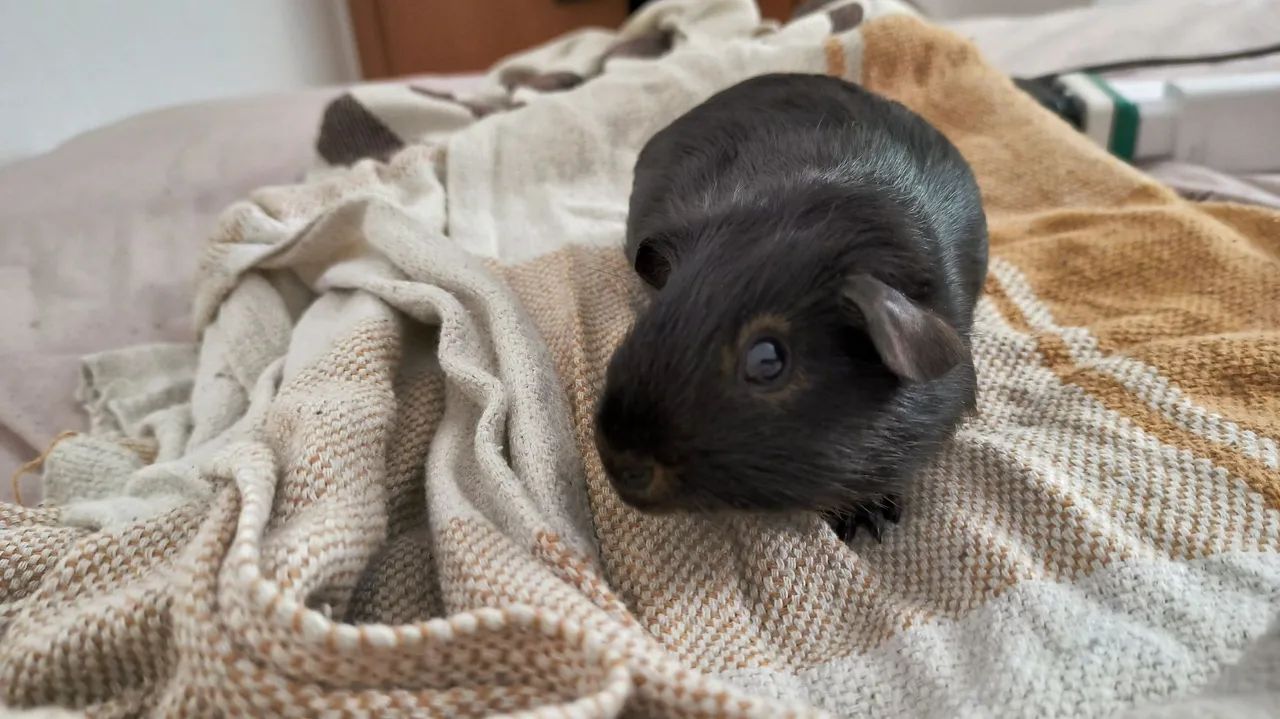 Porquinho da índia  - Foto 2