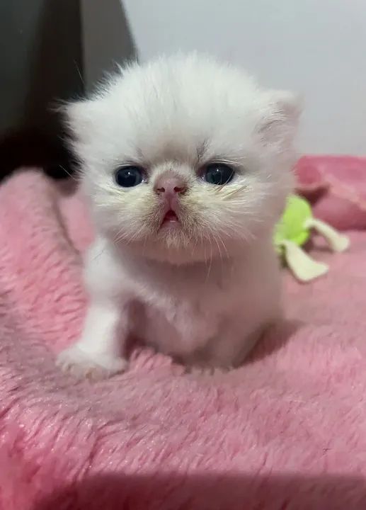 Filhotes Gato Persa - Foto 5