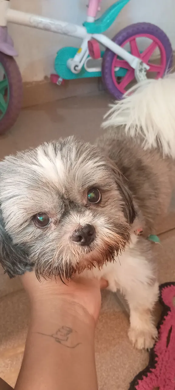 Procura-se uma namorada para Shih Tzu