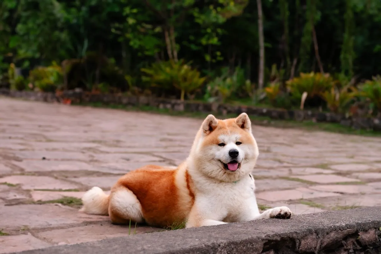 Promoção: último filhote Akita inu