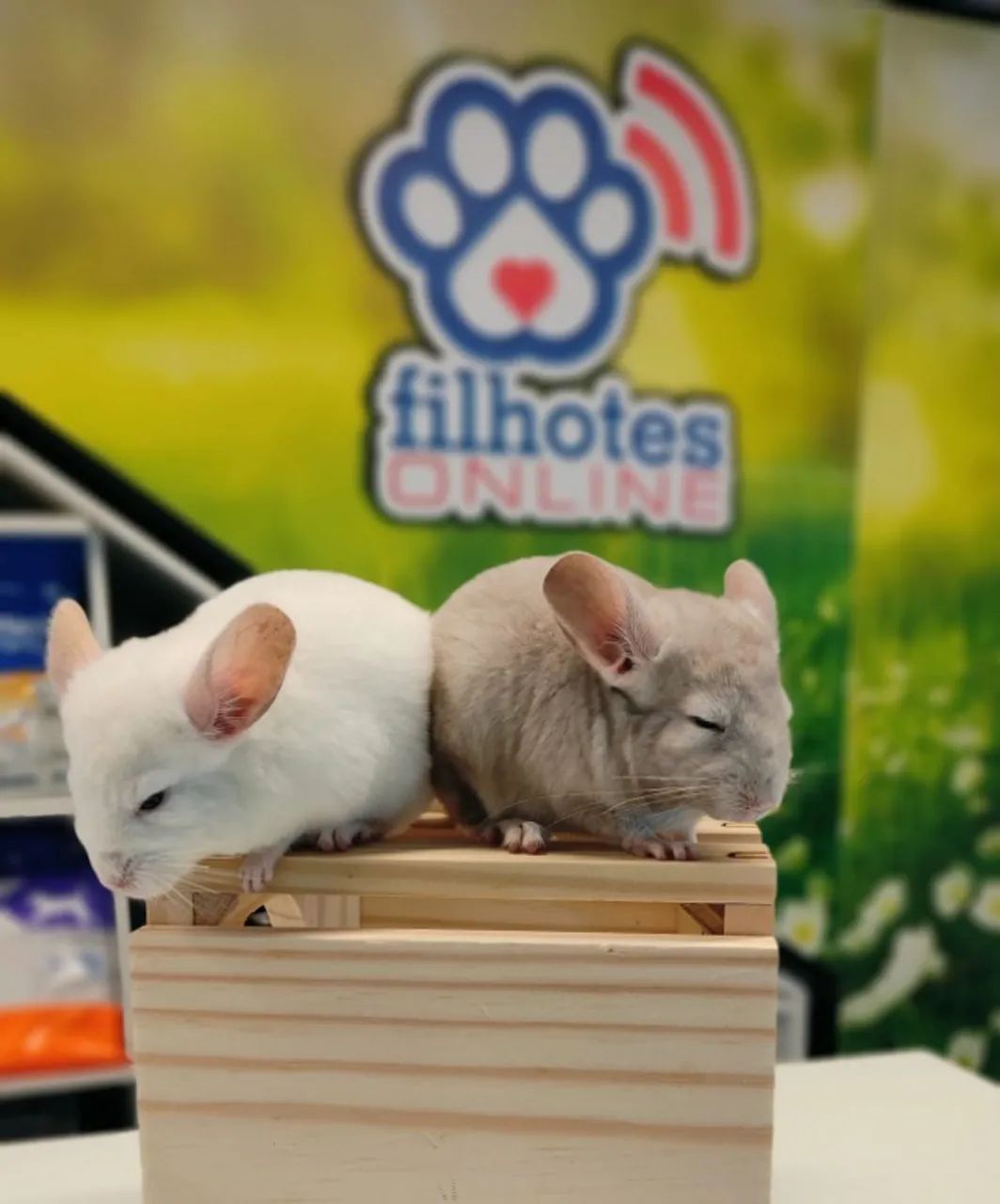 Filhotes de Chinchila - Foto 4