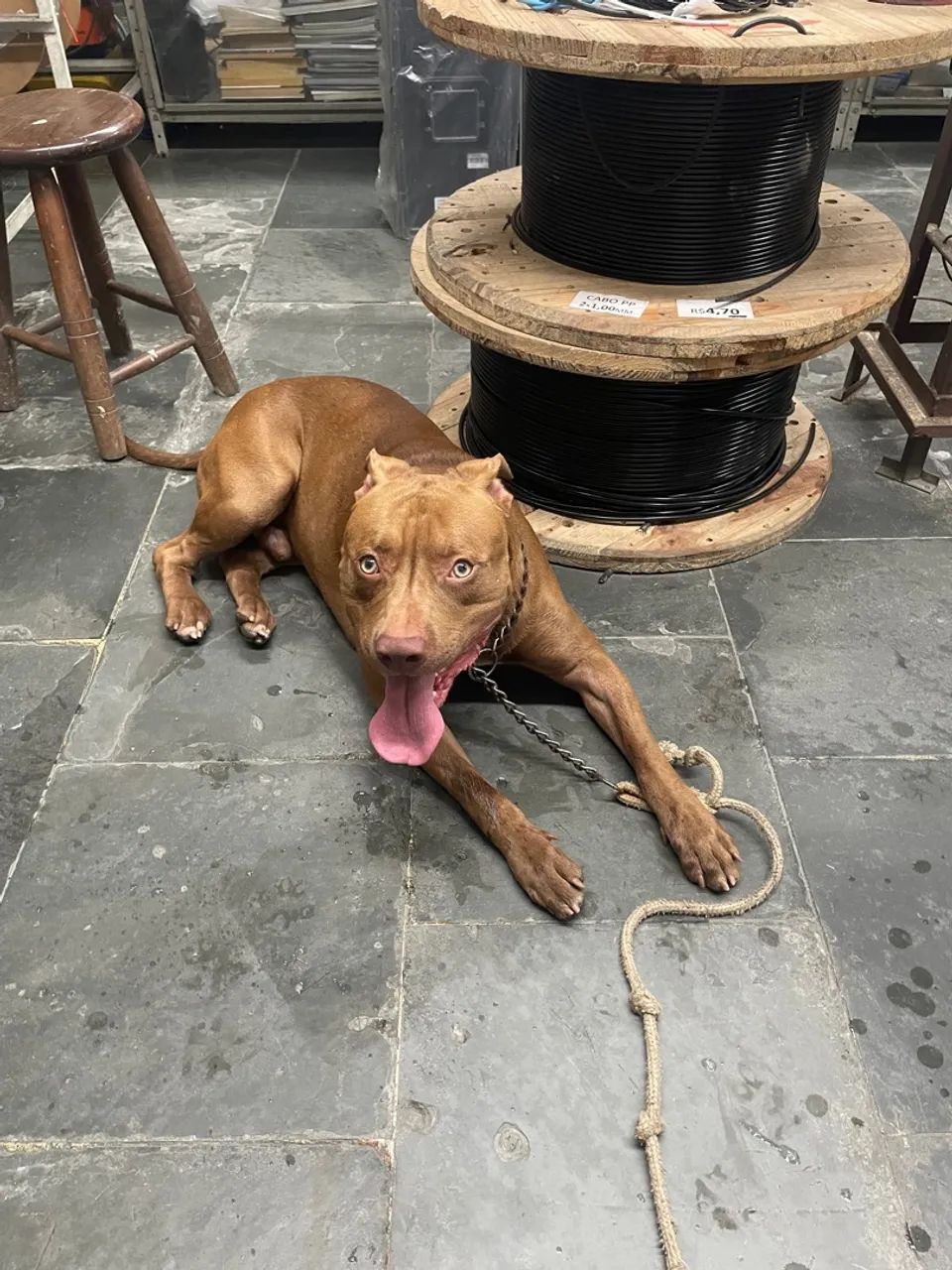 Adestrador e Reabilitação Comportamental de Cães - Foto 3