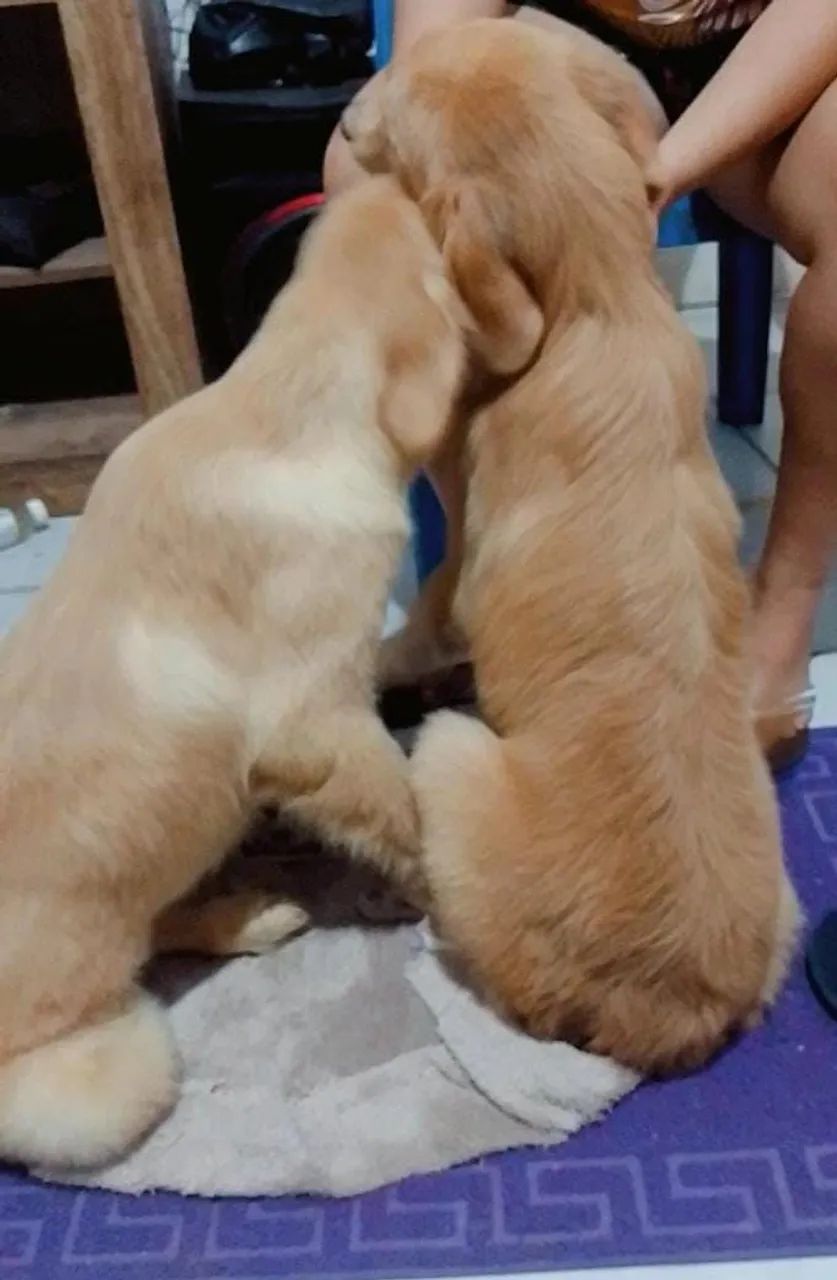 Golden Retriever  - Foto 3