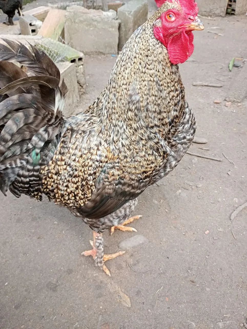 Frango carijó com ótima genética 