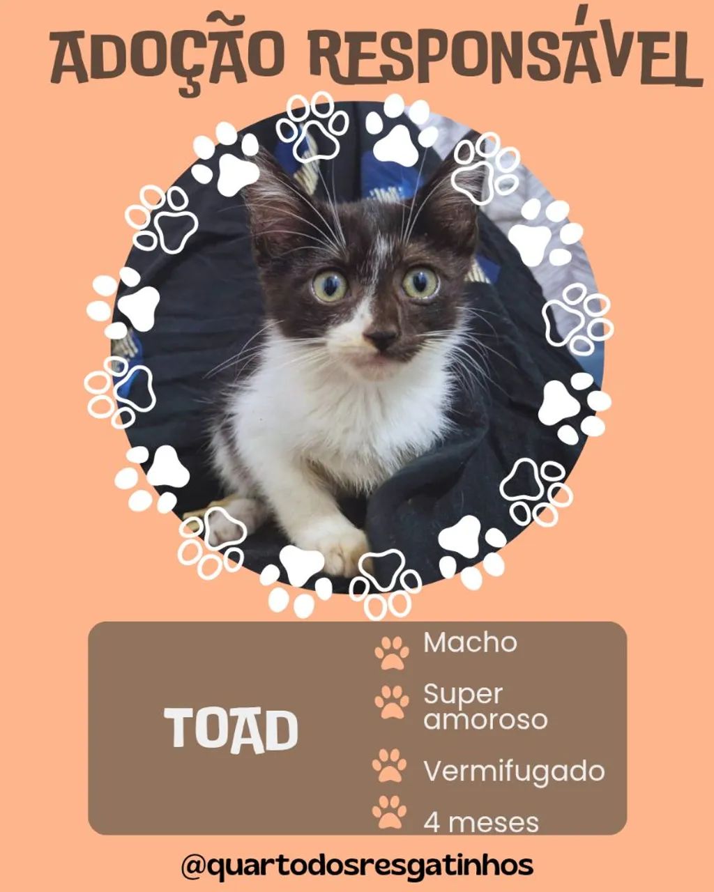 Gatinho macho 4 meses 