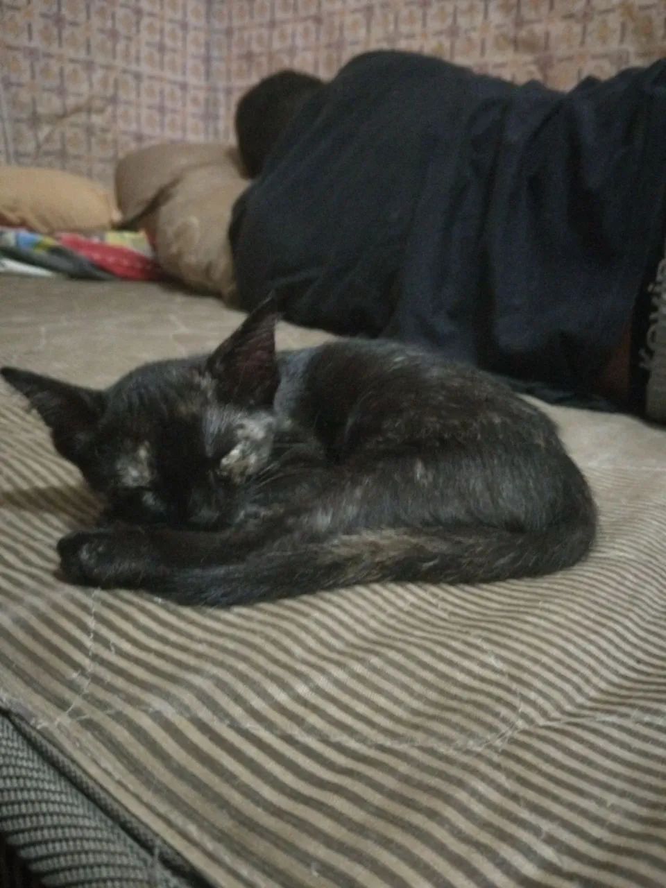 Gatinhos para adoção 