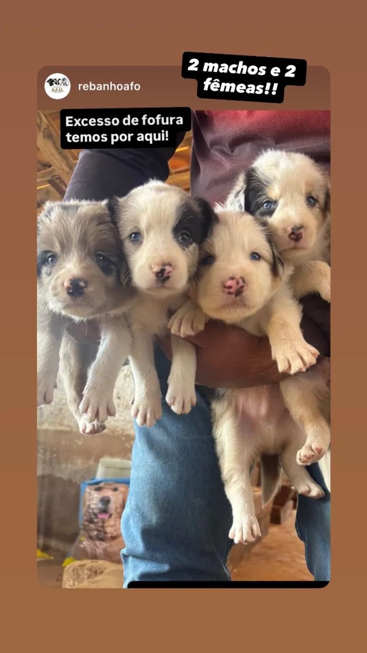 Cães  - Foto 4