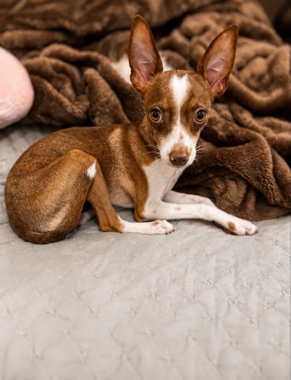 Pinscher fêmea  - Foto 4