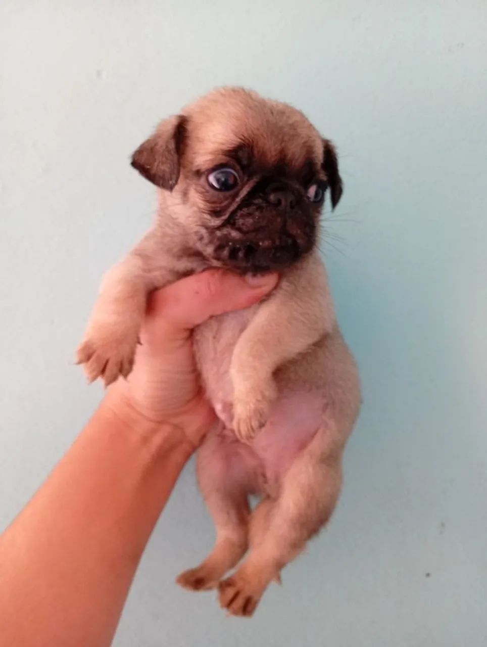 Lindos pug 