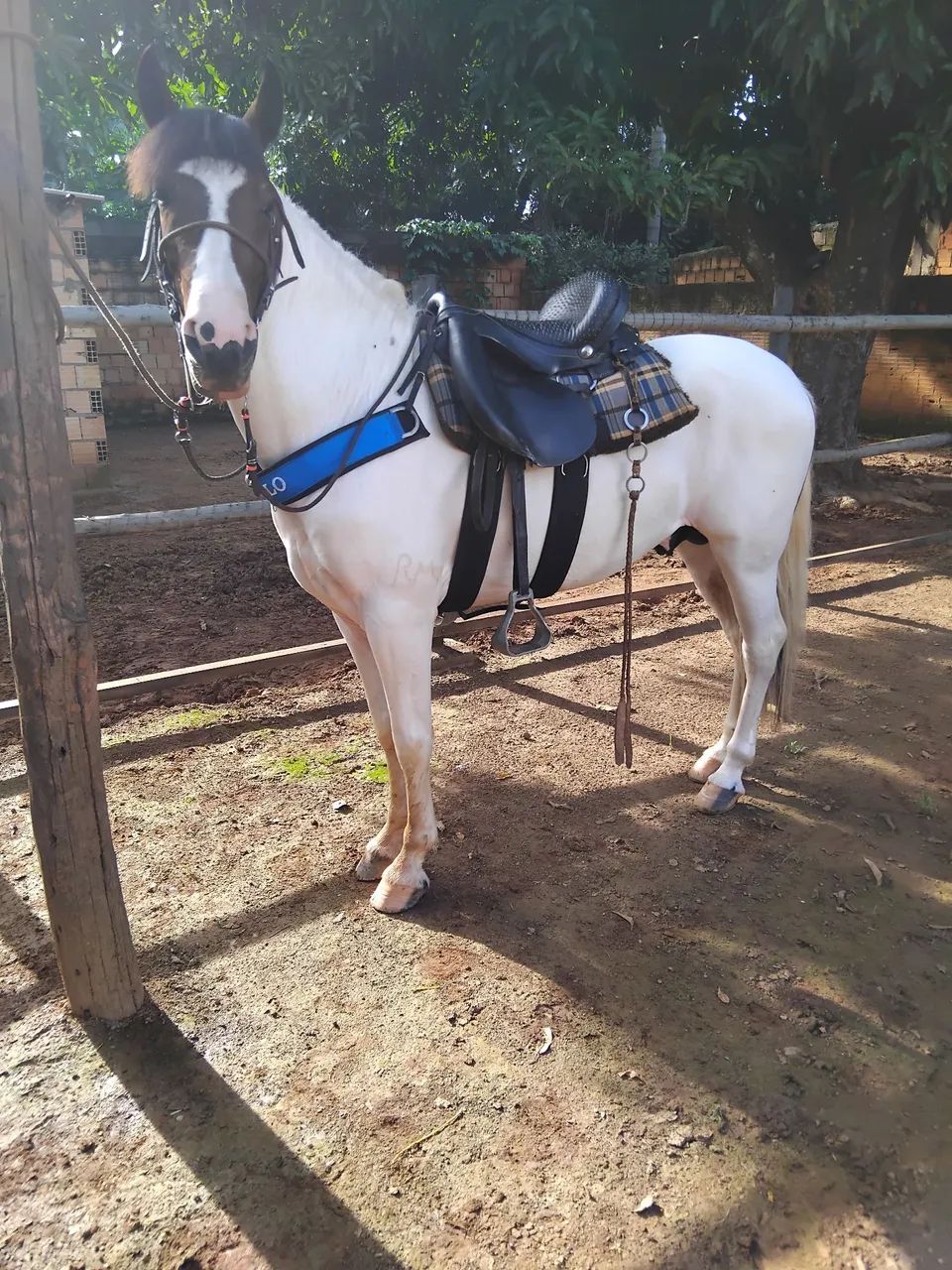 Cavalo - Foto 2