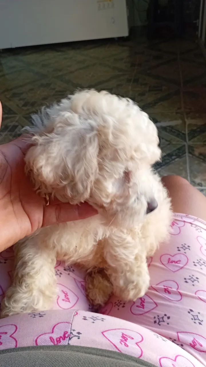 poodle macho com 2 meses  - Foto 2