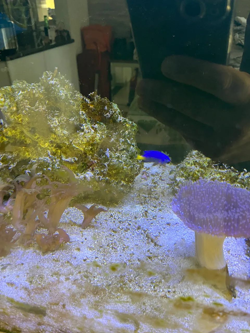 Aquário completo  - Foto 4