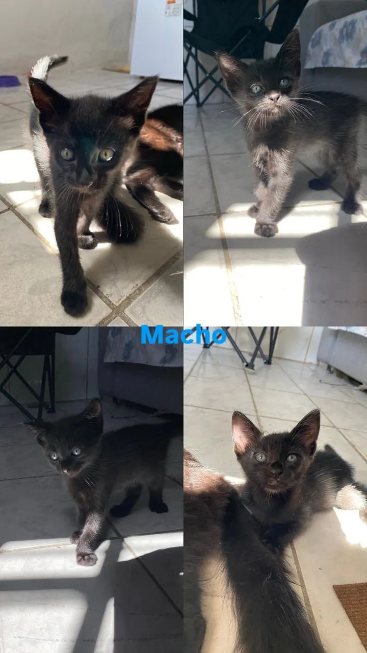 Adoção responsável  - Foto 5