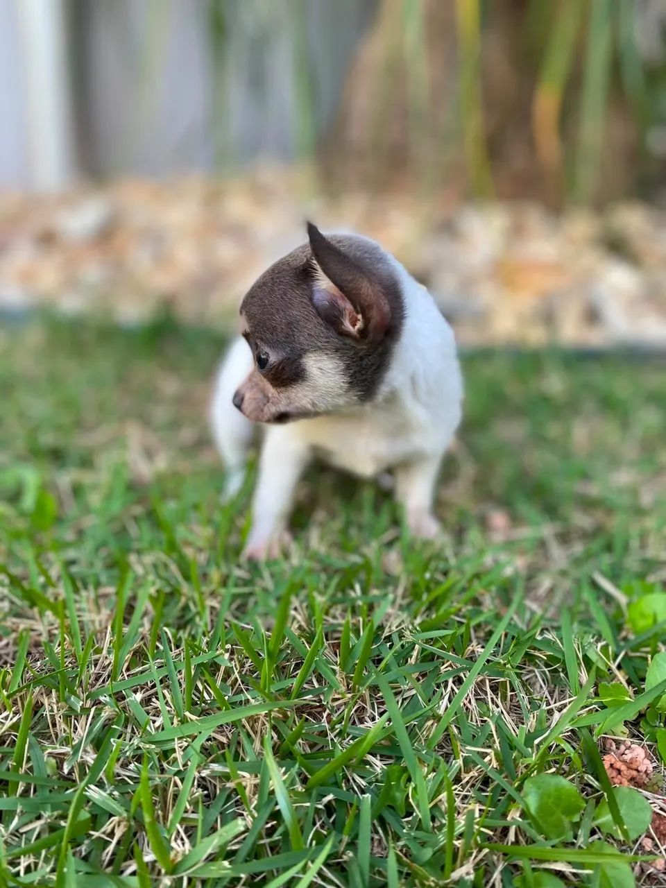 chihuahua  - Foto 4