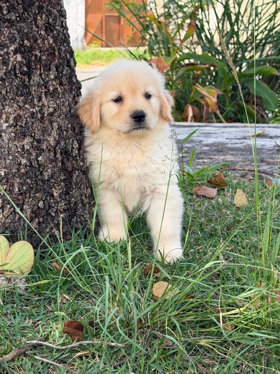 Golden Retriever  - Foto 2