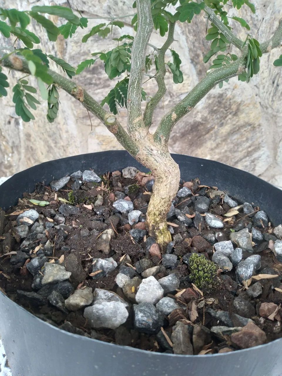 Pre Bonsai Pitheco de 1 Ano - Foto 2
