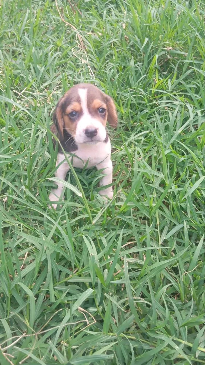 Beagle PROMOÇÃO - Foto 3