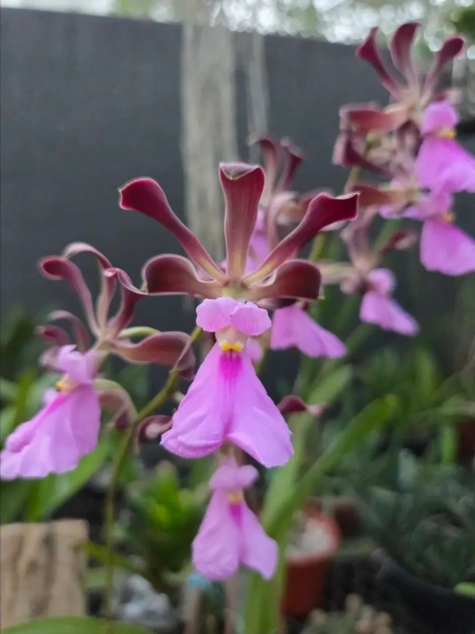 Encyclia cordigera 