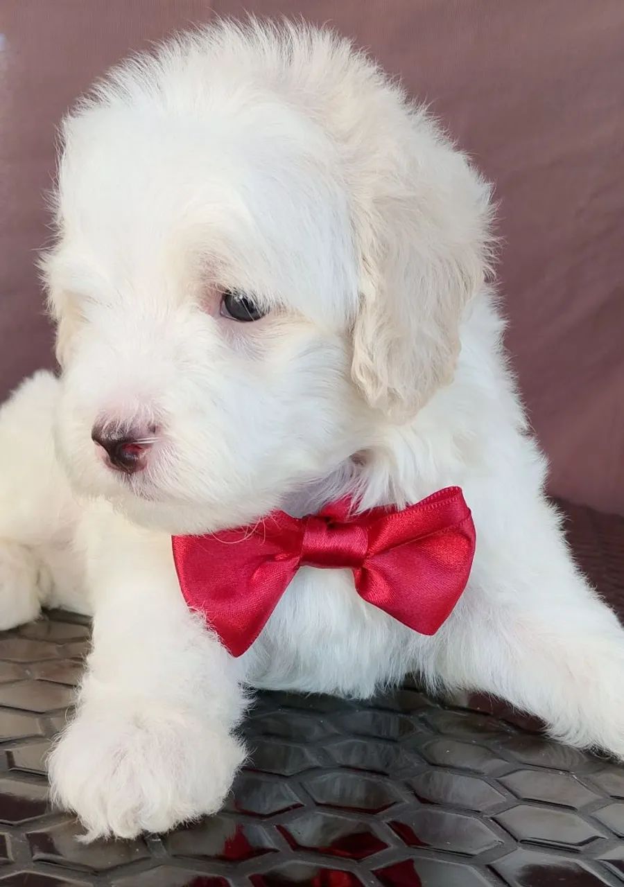 Poodle Toy MACHINHO  - Foto 2