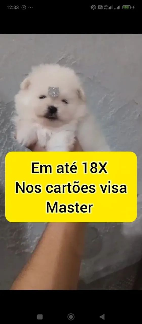 Machinho spitz 