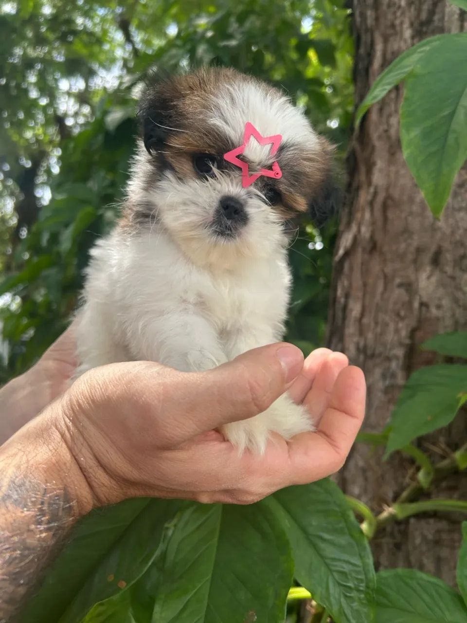 Shihtzu 
