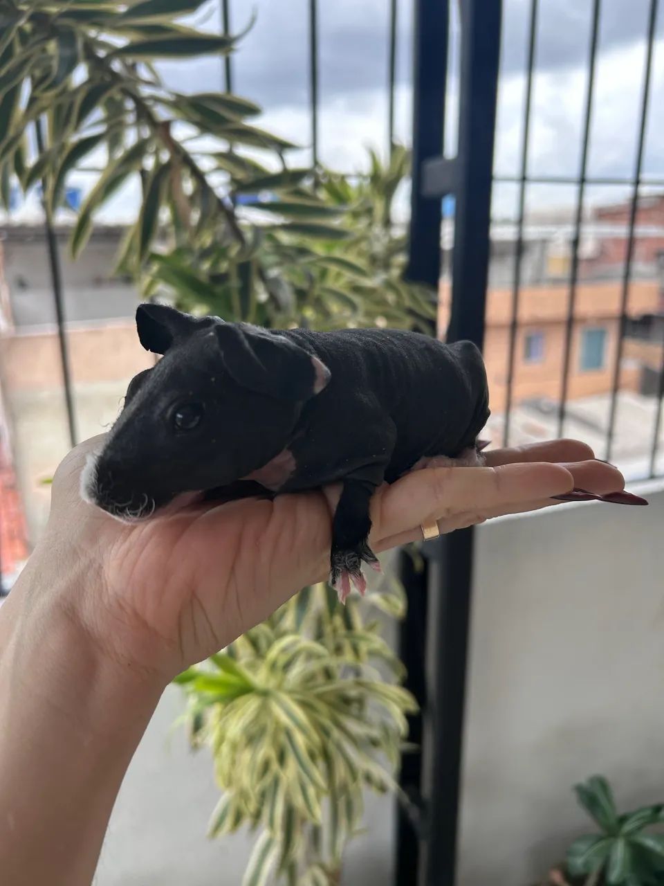 Porquinho da índia skinny - Foto 5