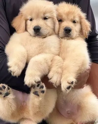Golden retriever  independente 