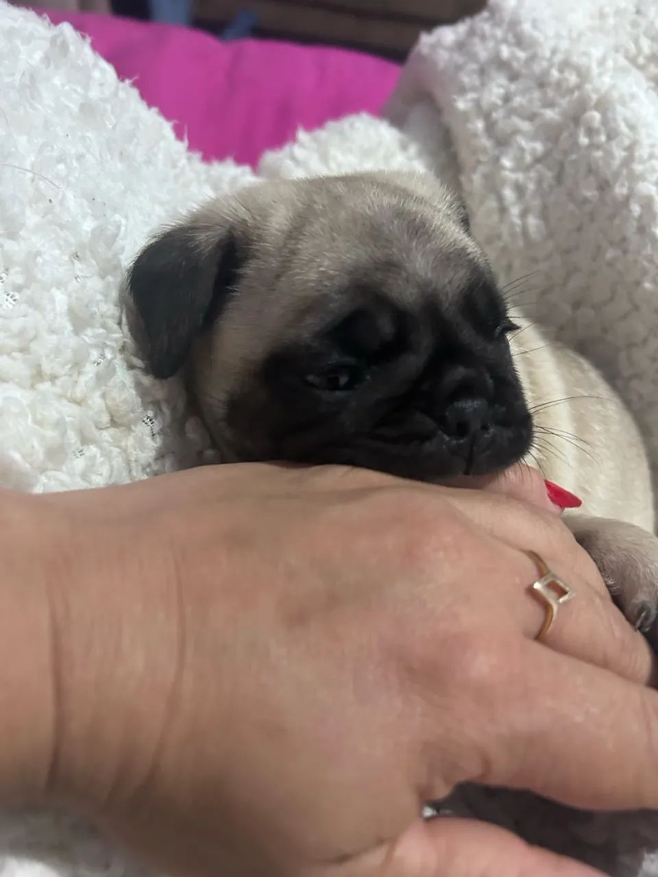 Vendo Pug fêmea 2,200 