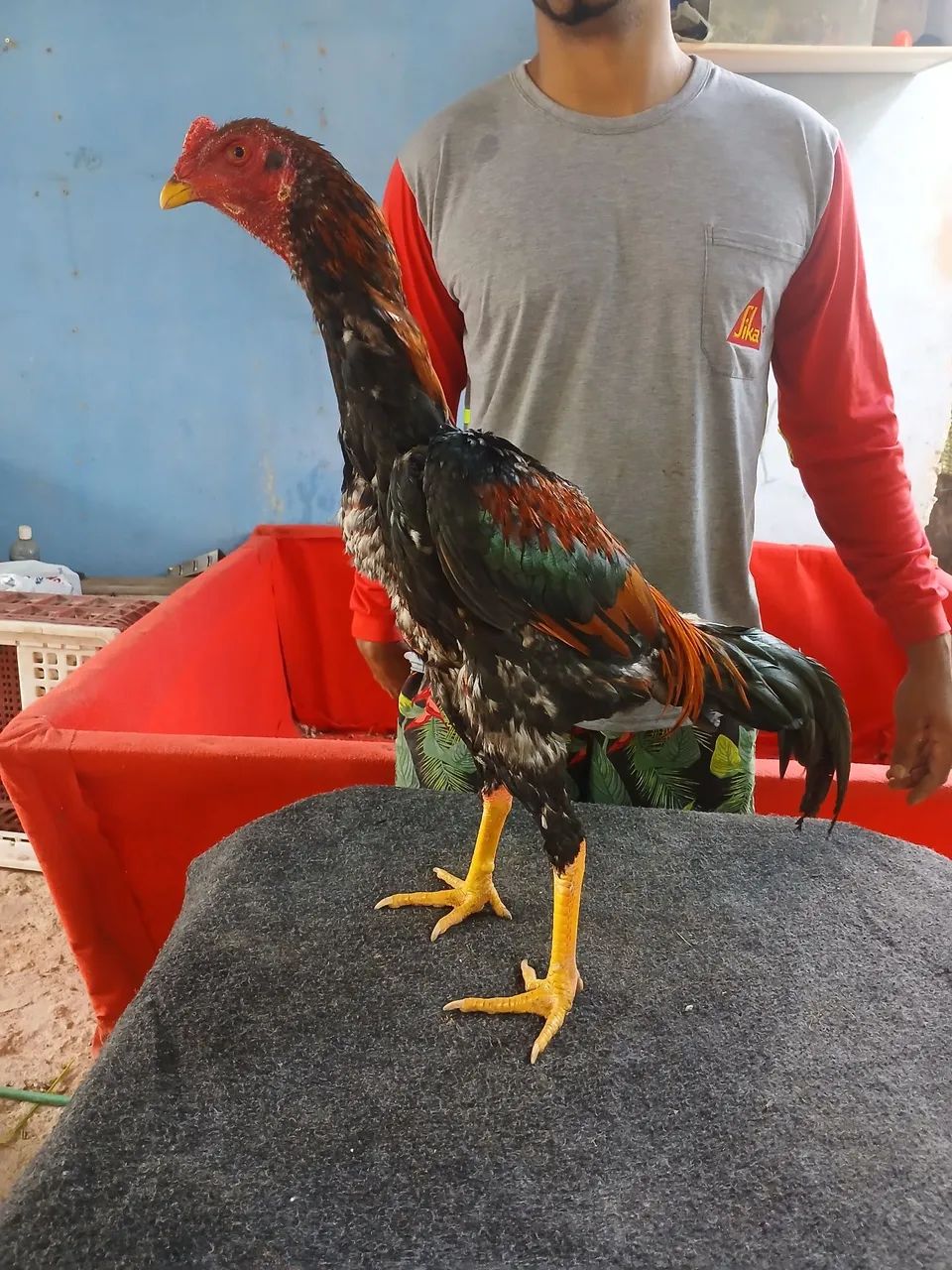 Galo de raça  - Foto 2