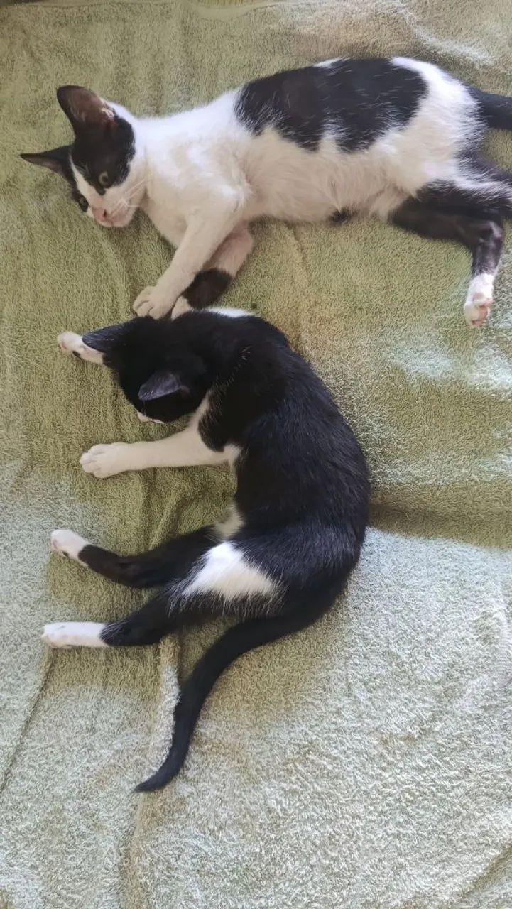 Gatinhos macho - Foto 2