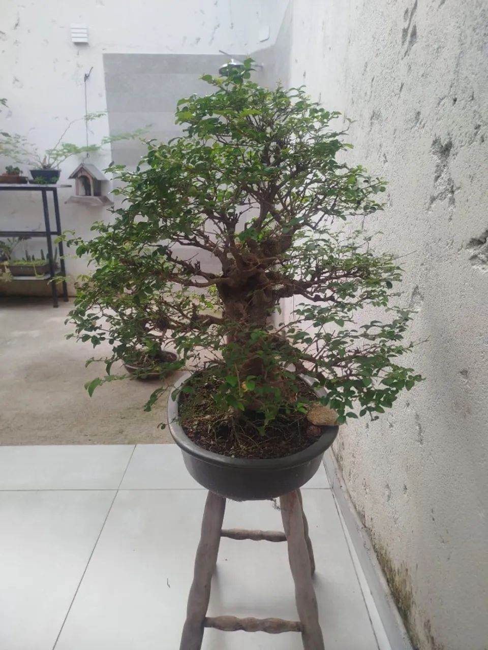 BONSAI LIGUSTRO 27 ANOS - Foto 2