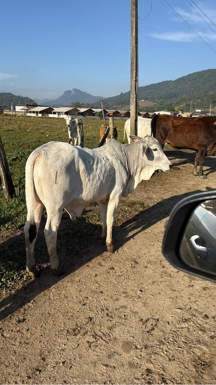Terneiros de qualidade  - Foto 4