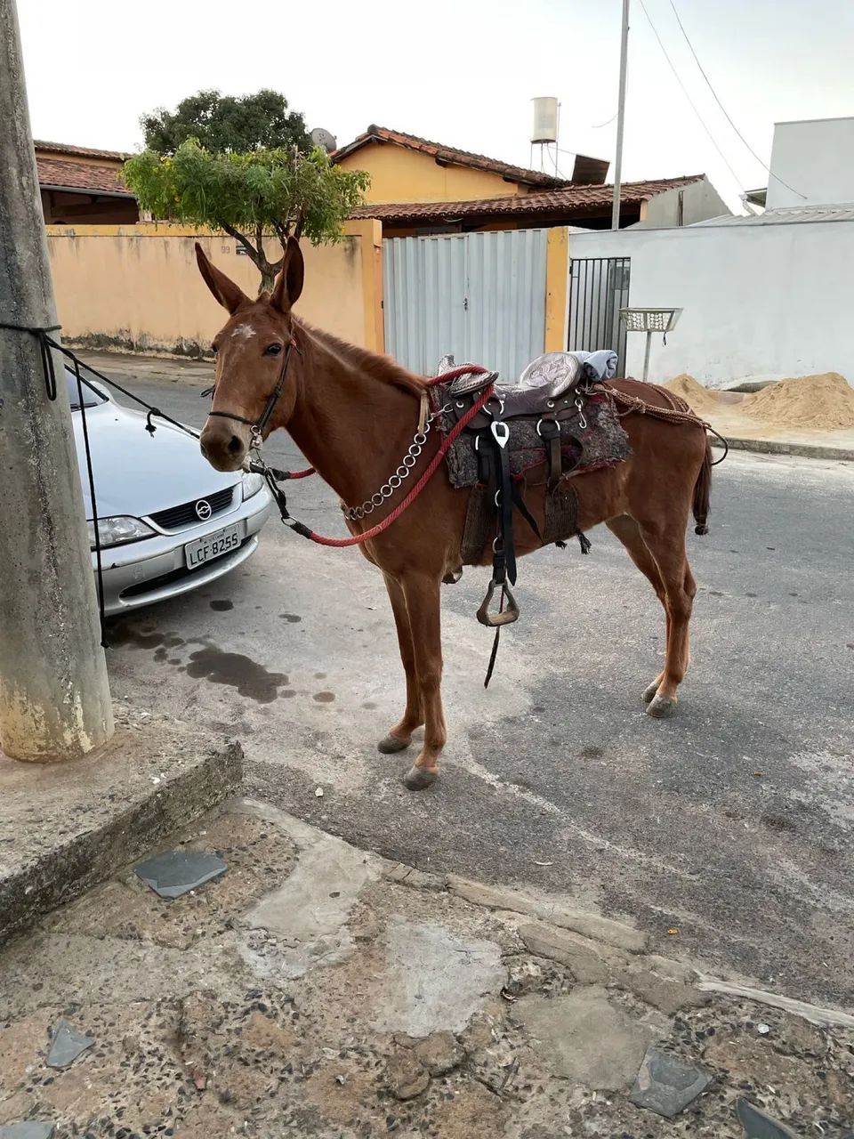 Mula - Foto 4