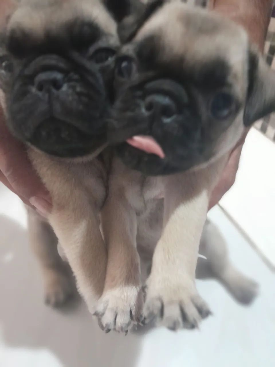 Pug  - Foto 4