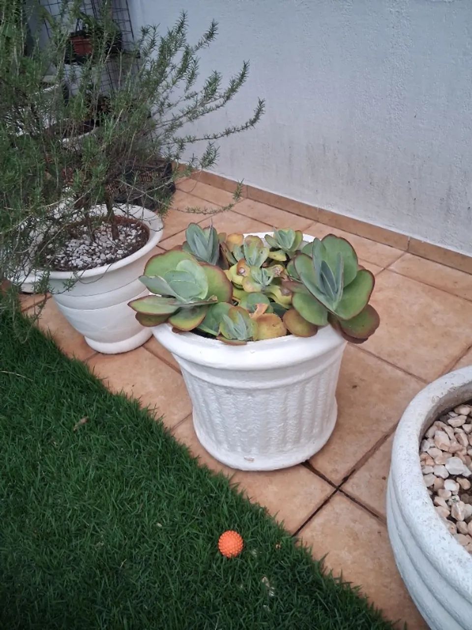 Vasos com plantas - Foto 4