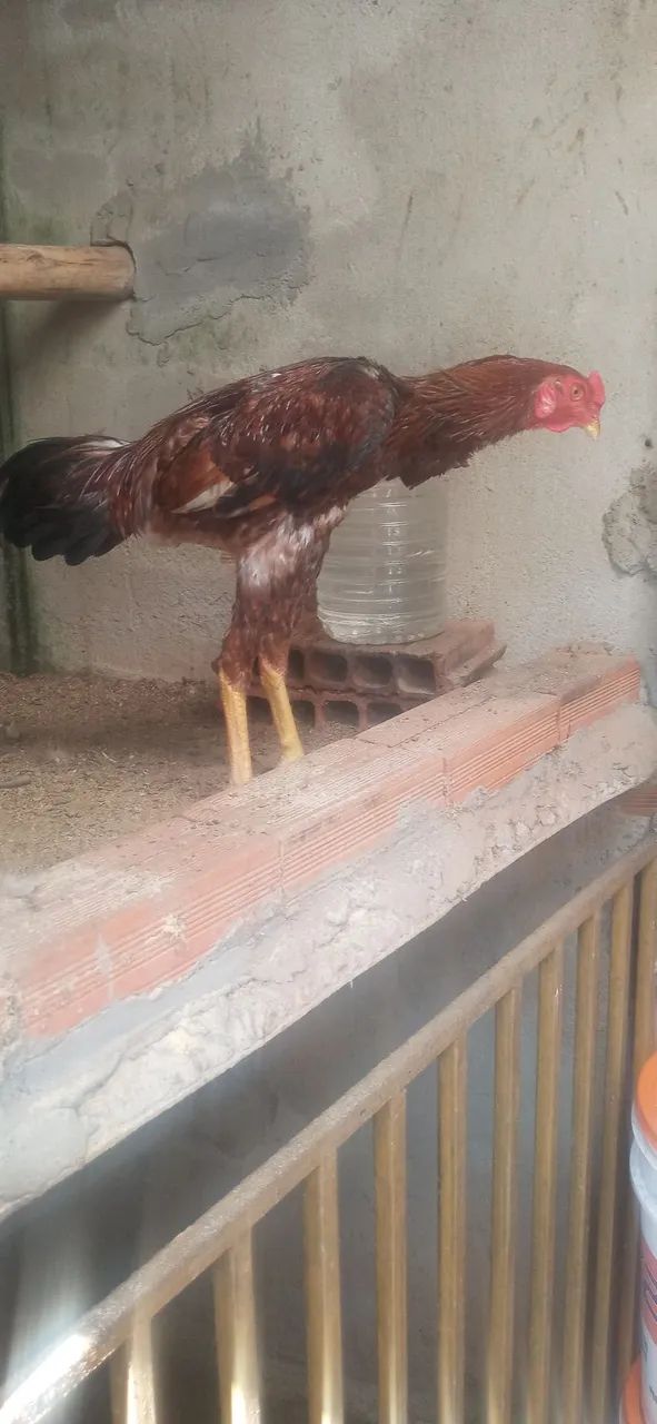 Galo indio - Foto 3