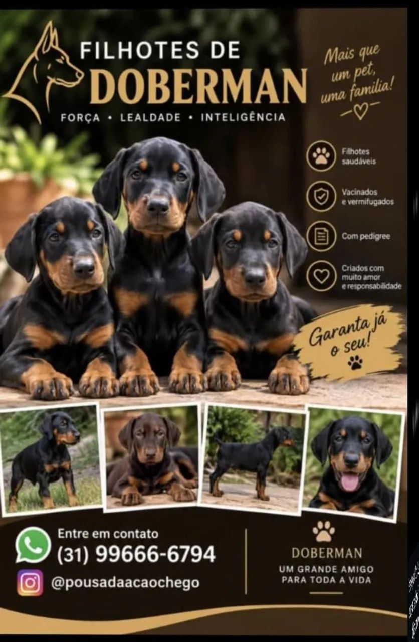 Filhote de doberman  - Foto 5