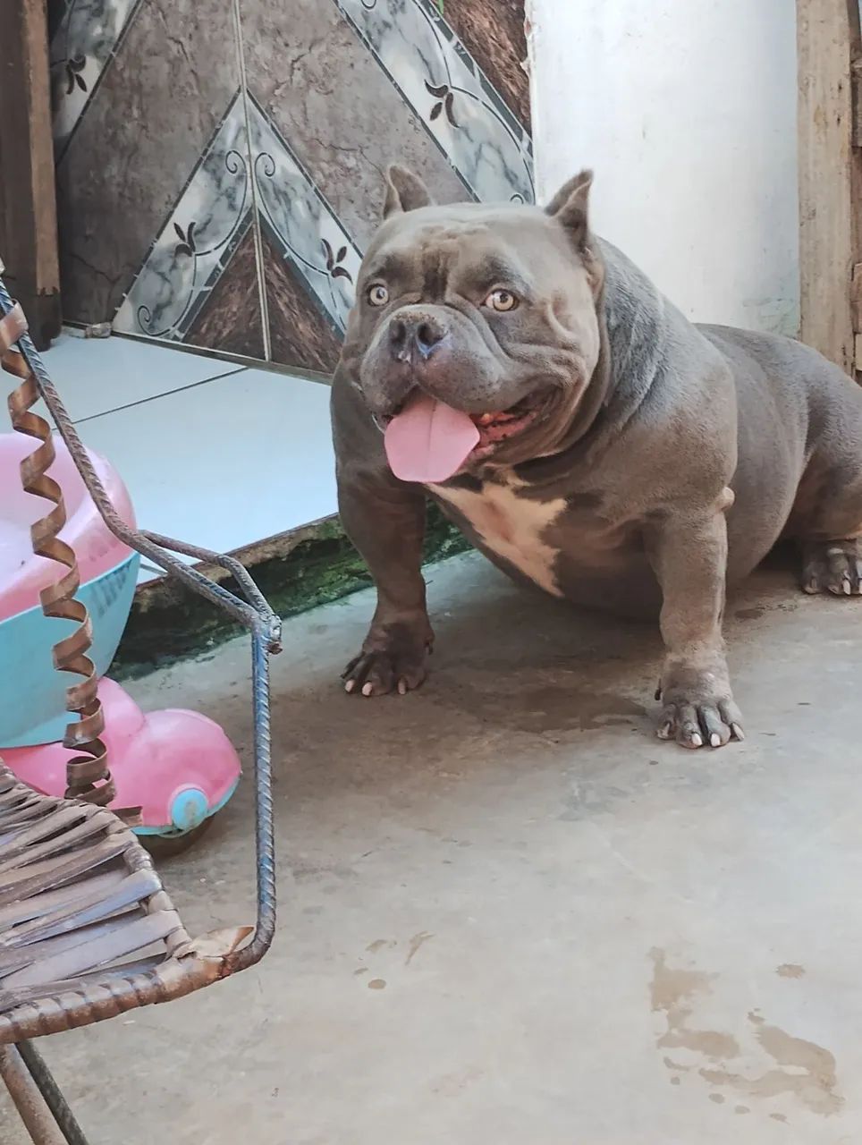 Disponível para cruzar  - Foto 2