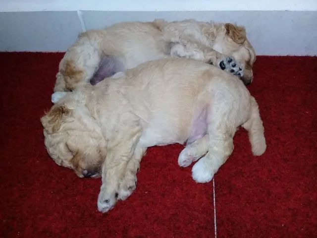 Filhote de Poodle  - Foto 4