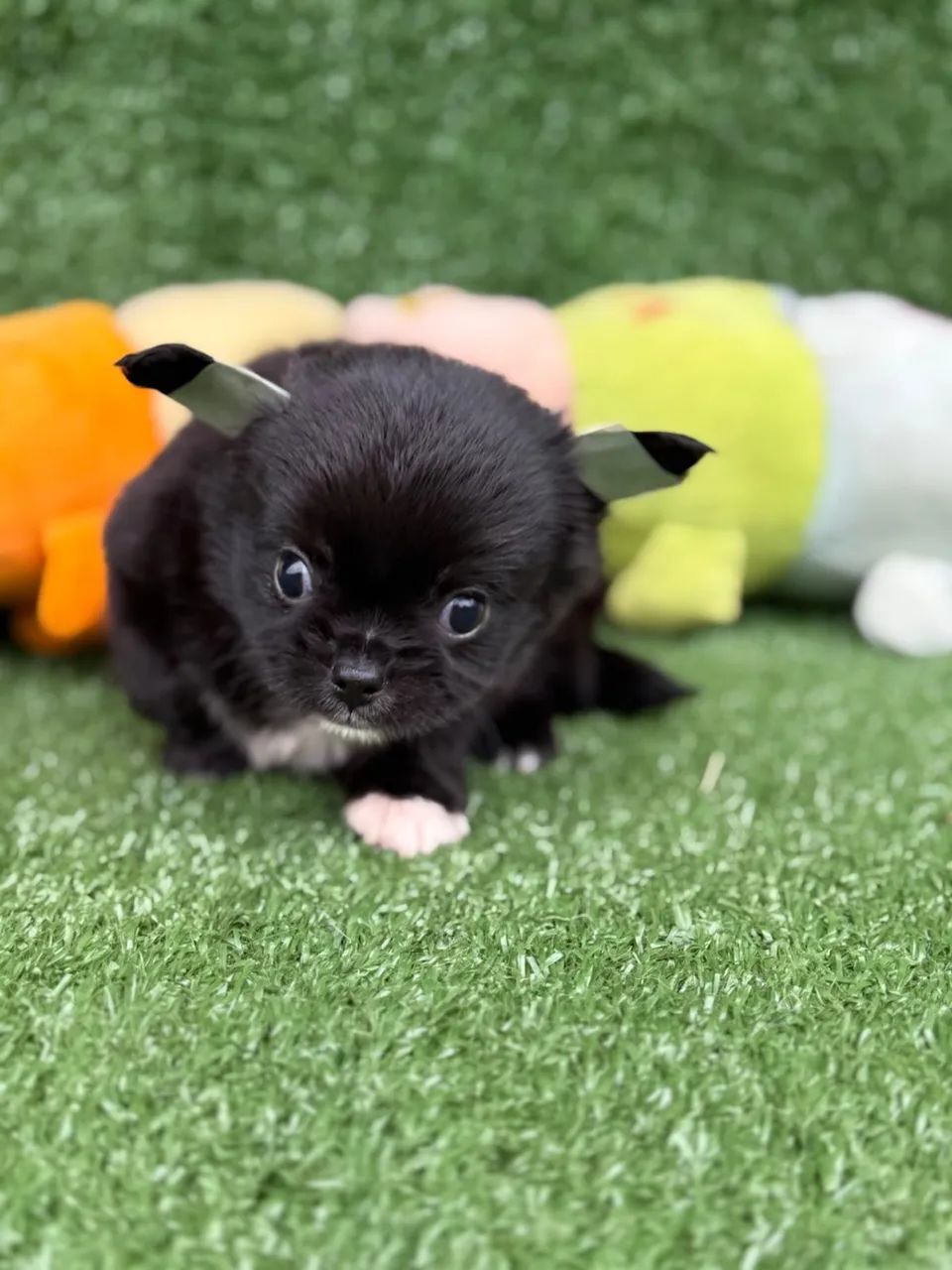 Chihuahua micro  - Foto 2