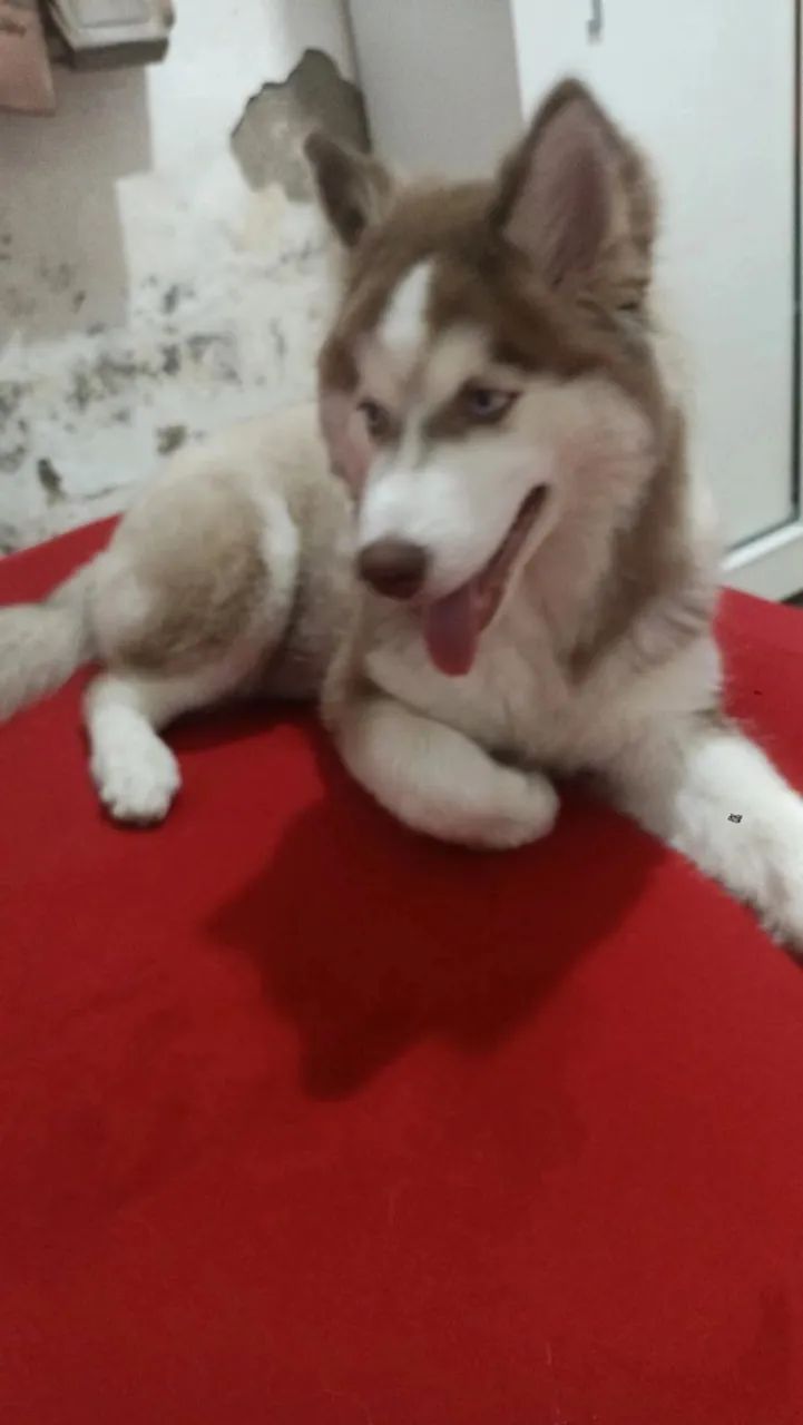 Vendo Husky siberiano 