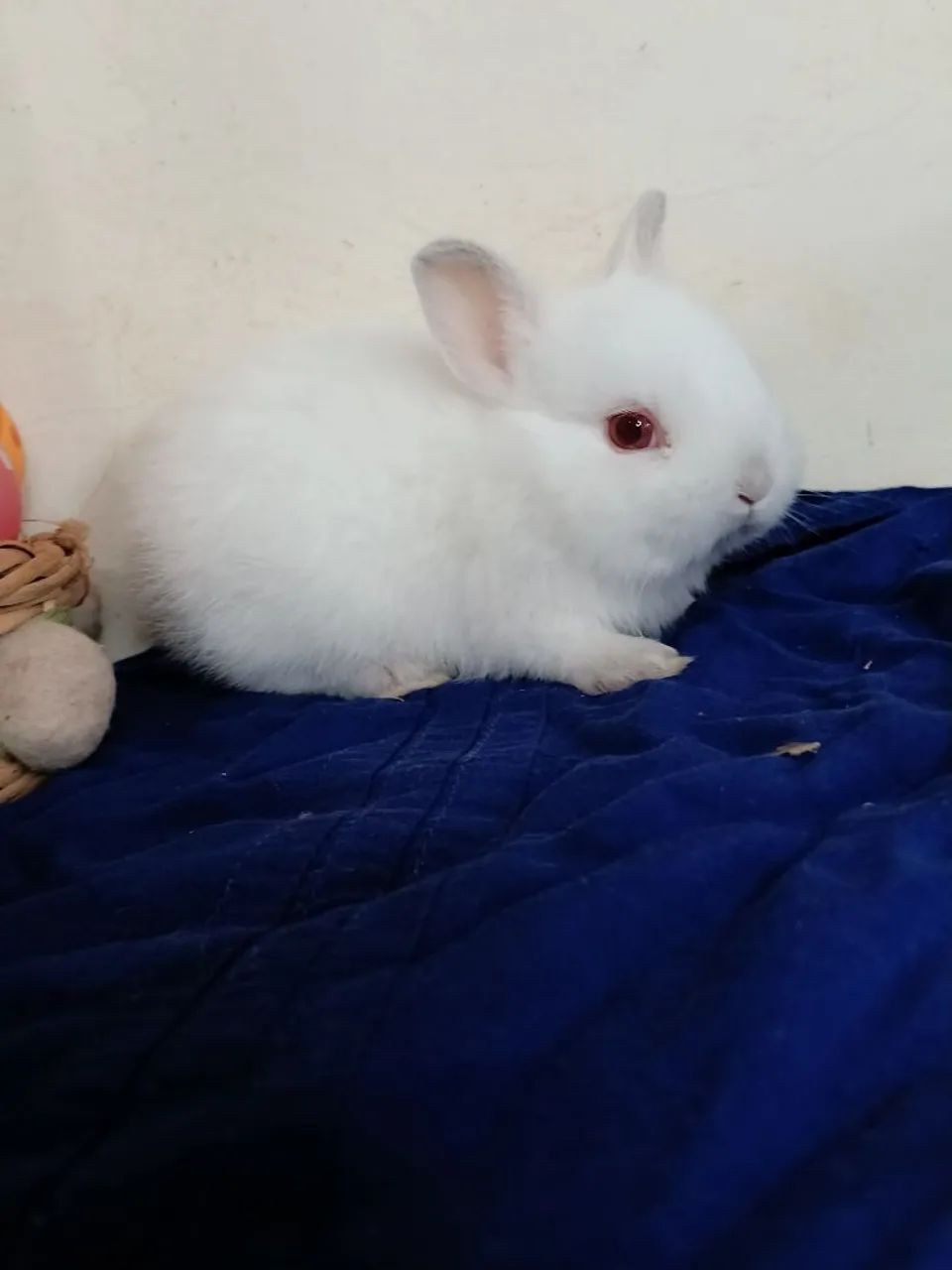 Coelho Netherland Dwarf Variados Valores  - Foto 5