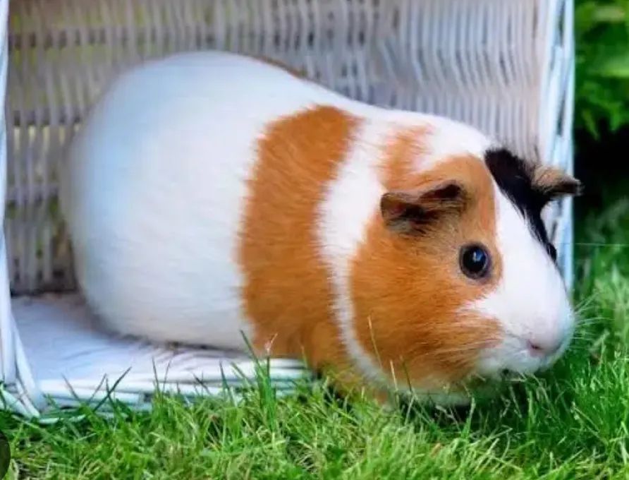 Porquinho da índia inglês pelo liso 