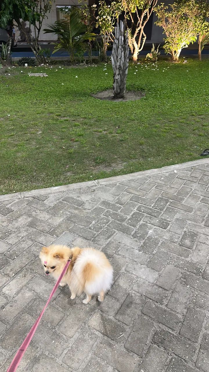 Lulu da pomeranea - Foto 2